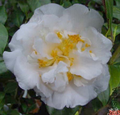 �������Silver Lace����ɫ_����.jpg