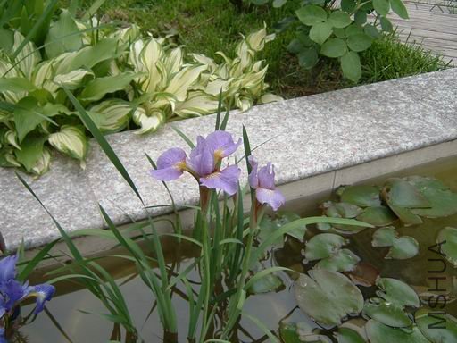 ������С ty-6.JPG