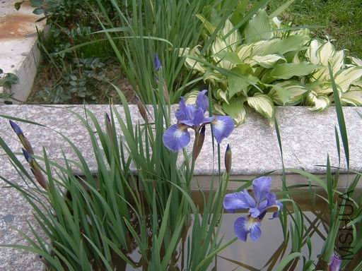 ������С ty-5.JPG