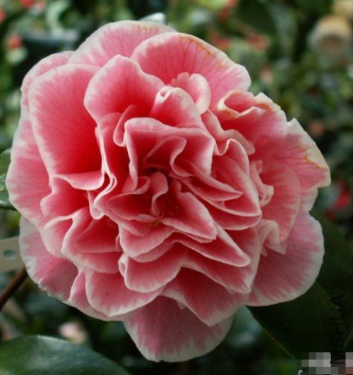 ����֮����Tomorrow Dawn_����.jpg