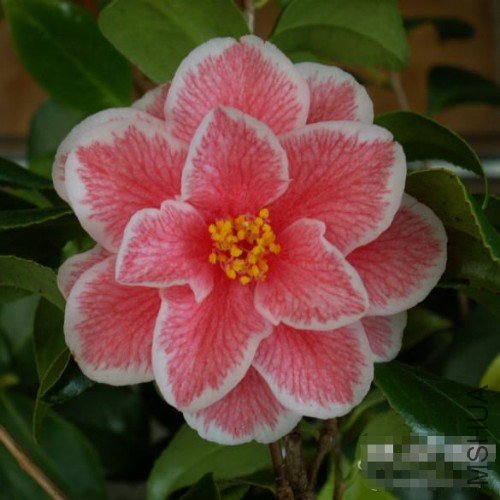 ��ʵ(Yours Truly_����.jpg