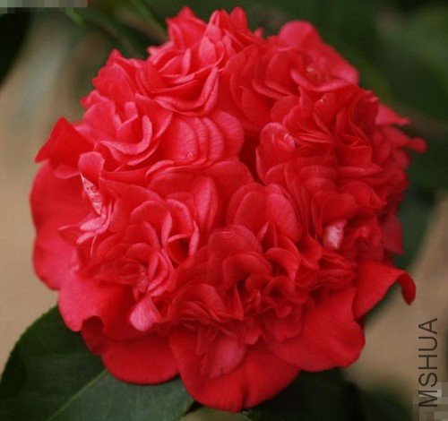 �����ؽ��ڣ�Professor Charles S. Sargent_����.jpg