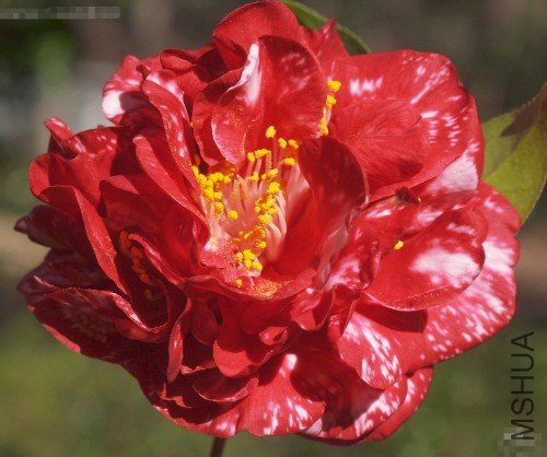 ħ���ǣ�Magic City��_����.jpg