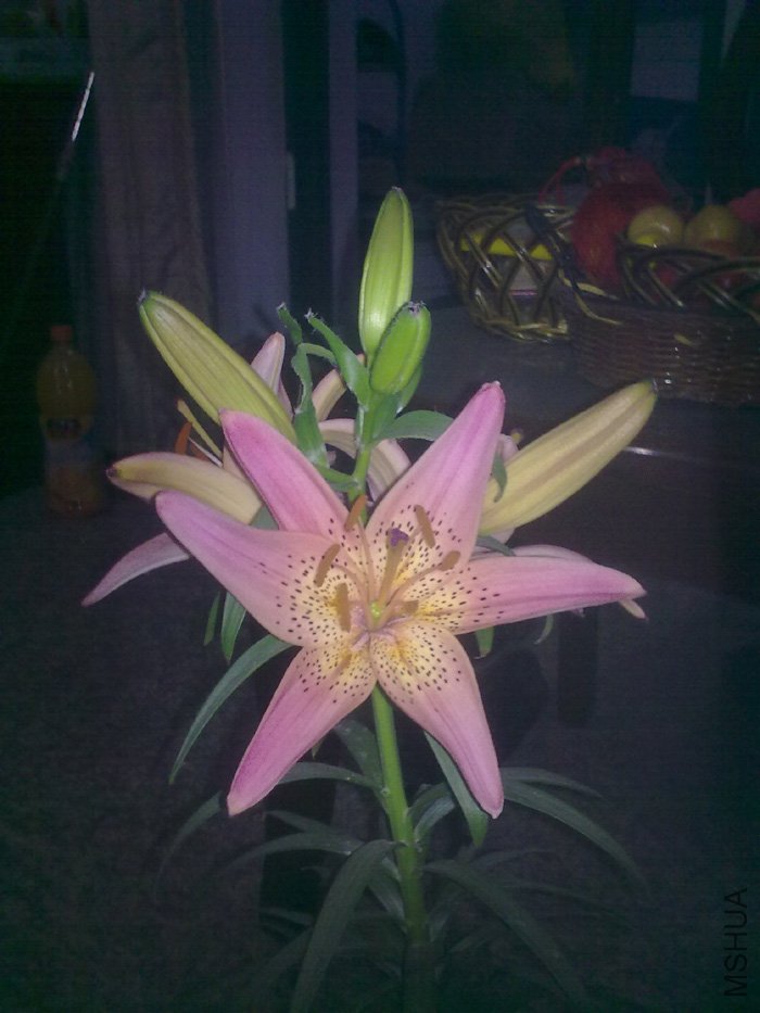 20100512008.jpg
