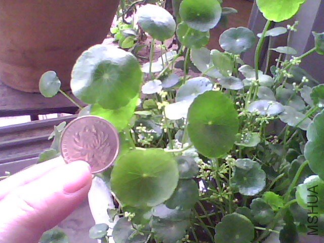 ҶƬ�ǳ����ˣ�����Ҷ��ȴԽ��Խ����