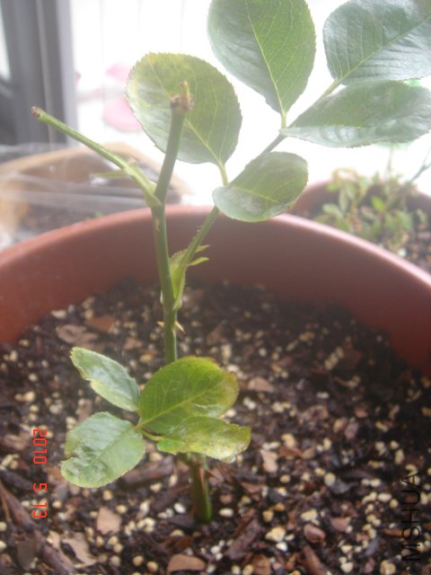 ����Ҷ�ӻ���