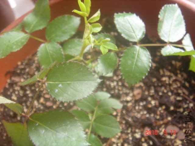 ������ɳ