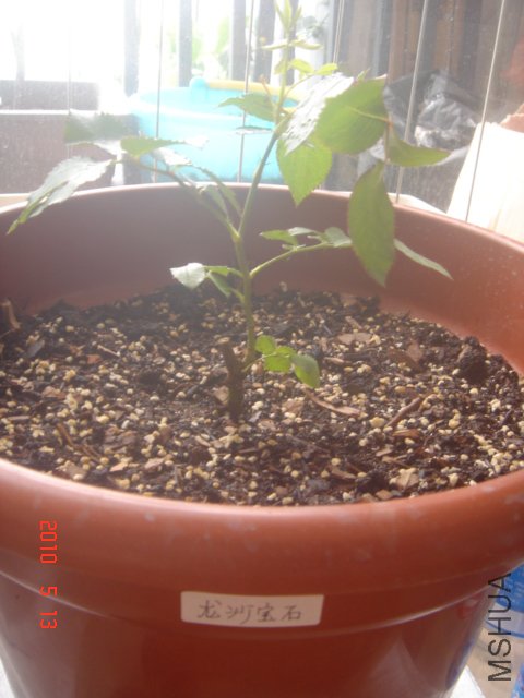 ��ɳ������