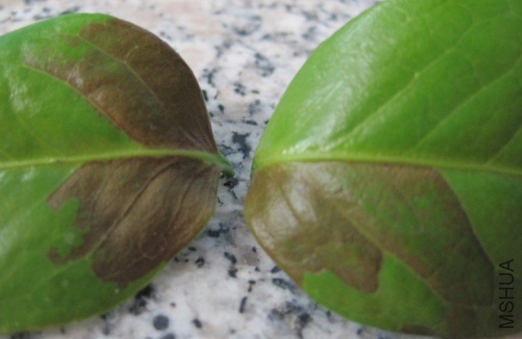 ��Ҷ����