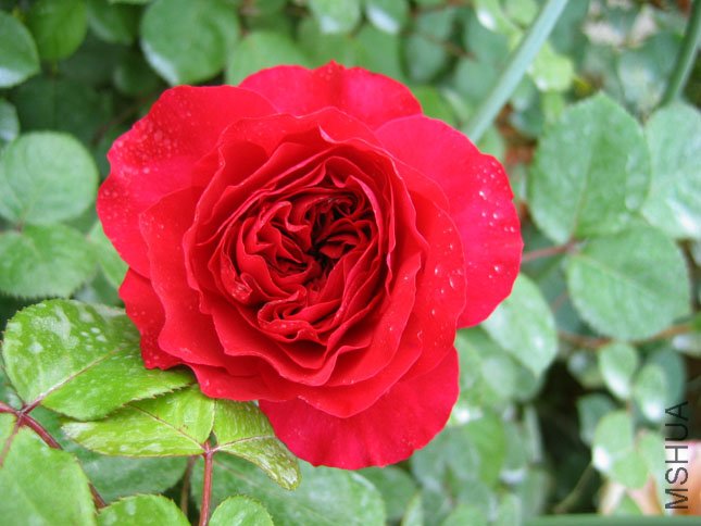 �� ��(1).JPG