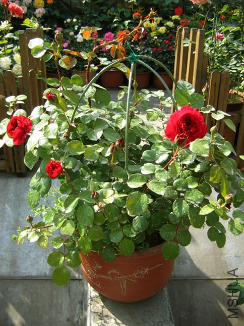 �� �� (4).JPG