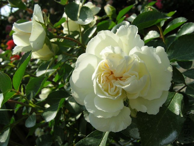 ��÷���� (2).JPG