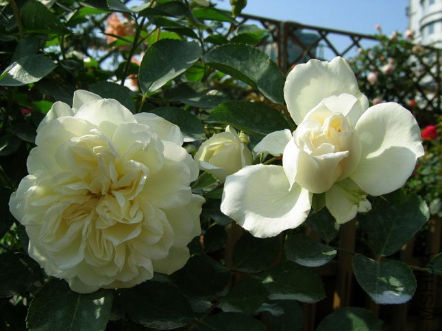 ��÷���� (3).JPG