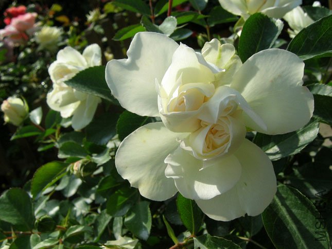 ��÷���� (1).JPG