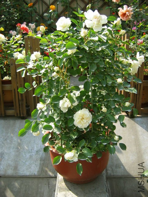 ��÷���� (4).JPG