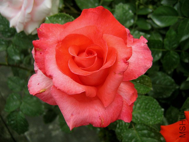 �� �� �� (1).JPG