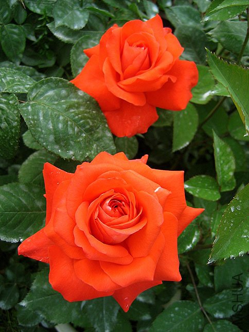 �� �� (1).JPG