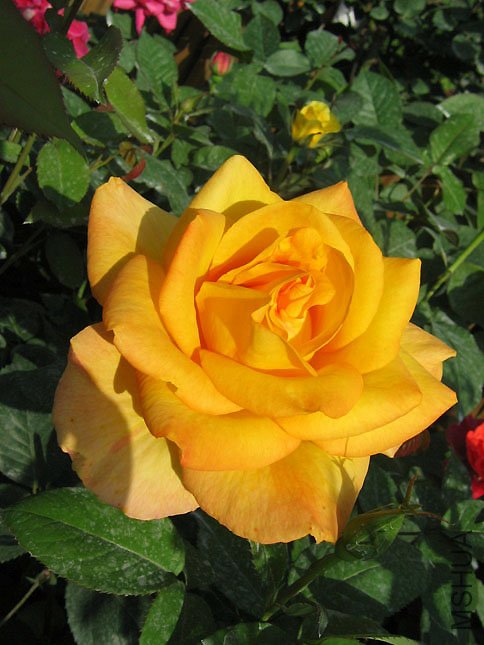 �� �� �� (1).JPG