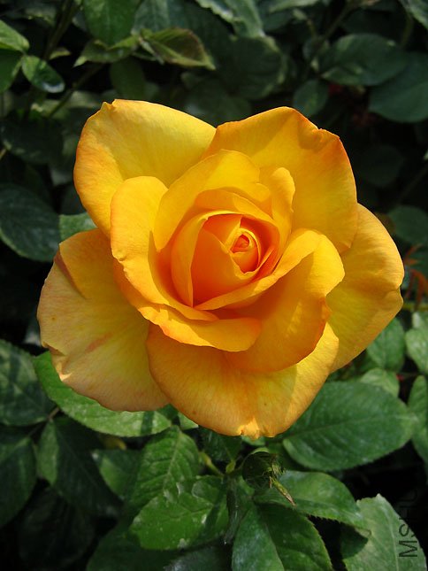 �� �� ��.JPG