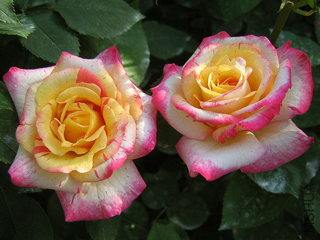 ���� (1).JPG