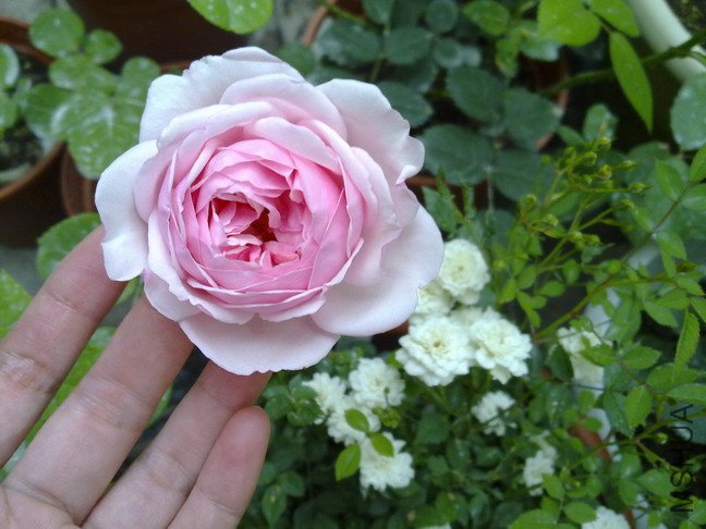 201005123380.jpg