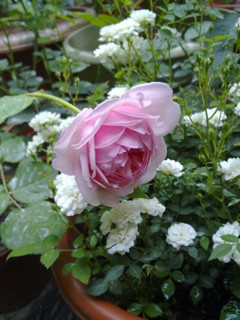201005123382.jpg