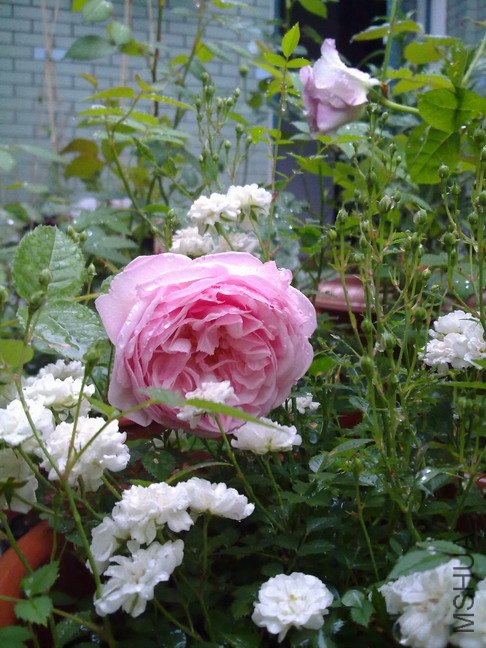 201005133496.jpg