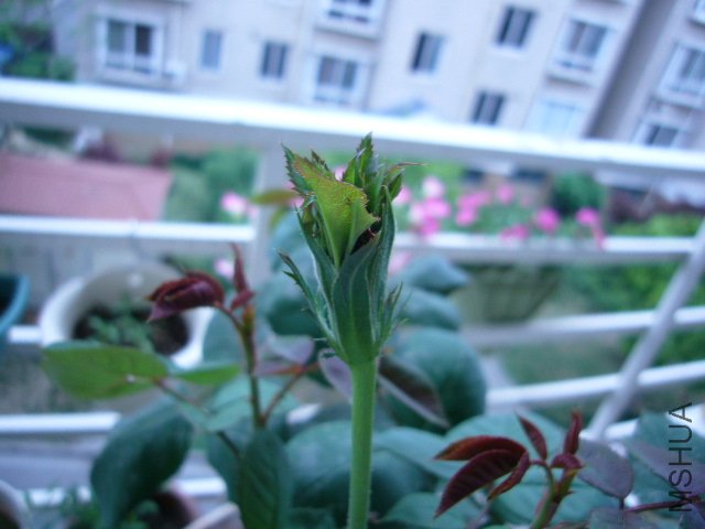 P1060606.JPG