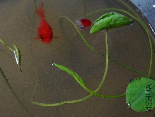 ��Ϸ��Ҷ��