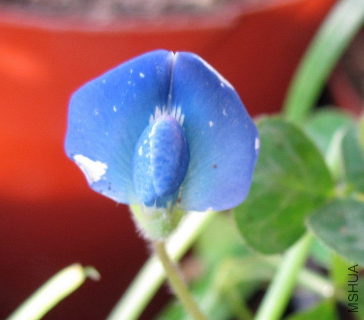 Parochetus communis(Blue oxalis) ��ȸ�� ���� ������ 2.jpg