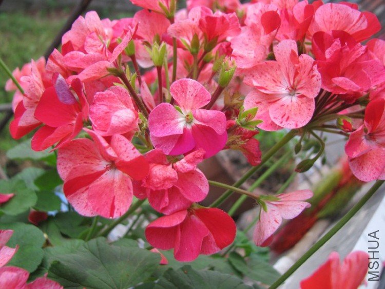 BigBull_��Ƭ 003.jpg