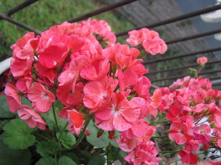 BigBull_��Ƭ 004.jpg