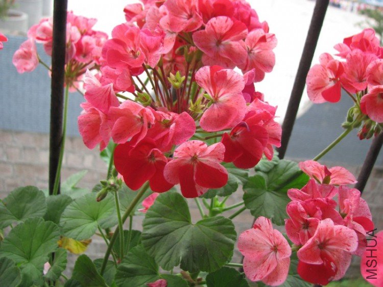 BigBull_��Ƭ 008.jpg