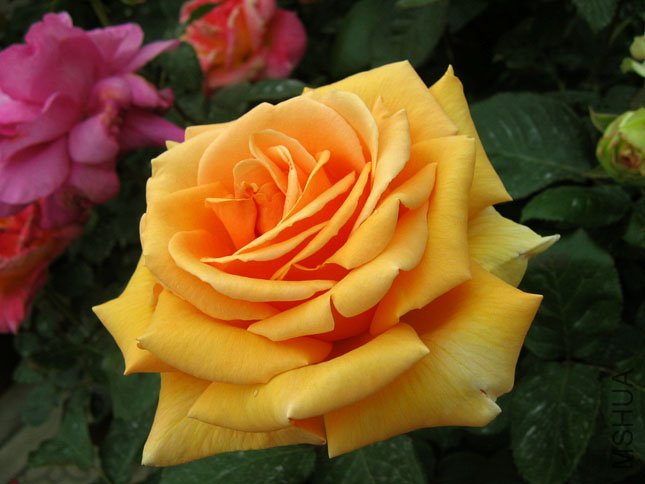 �������� (2).JPG