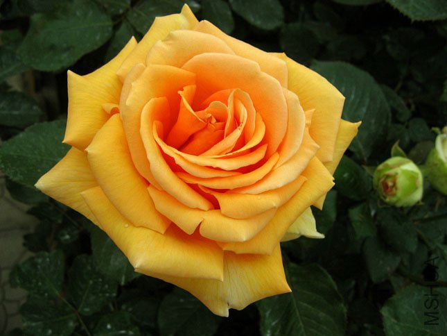 �������� (1).JPG