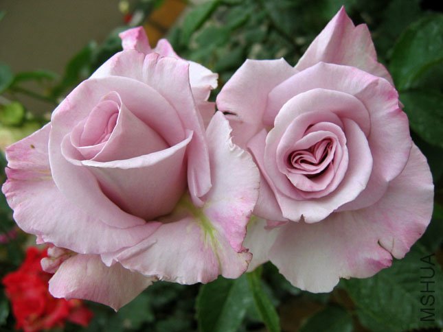 ��˿�� (1).JPG