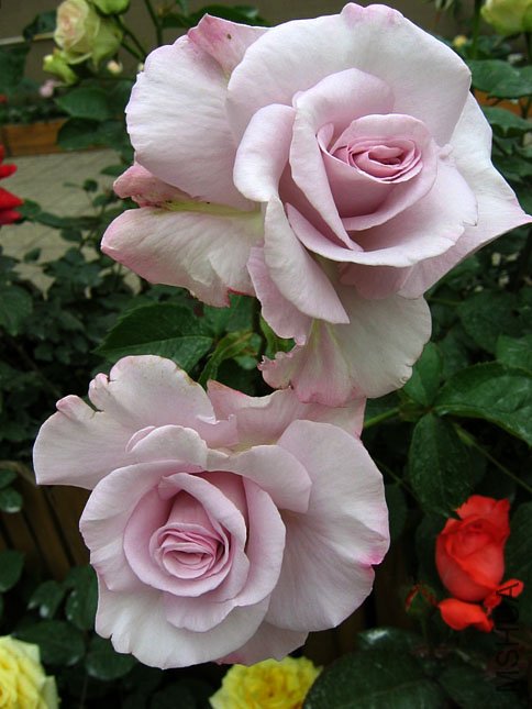 ��˿�� (2).JPG