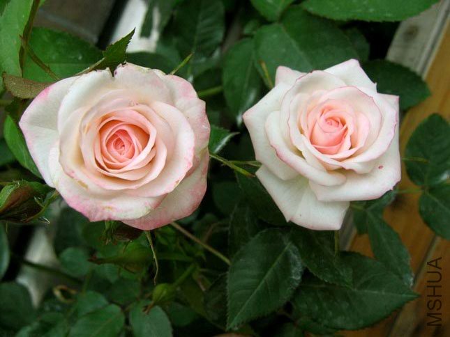 ��ͷС�� (1).JPG