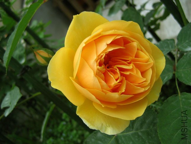 ���׺� (1).JPG