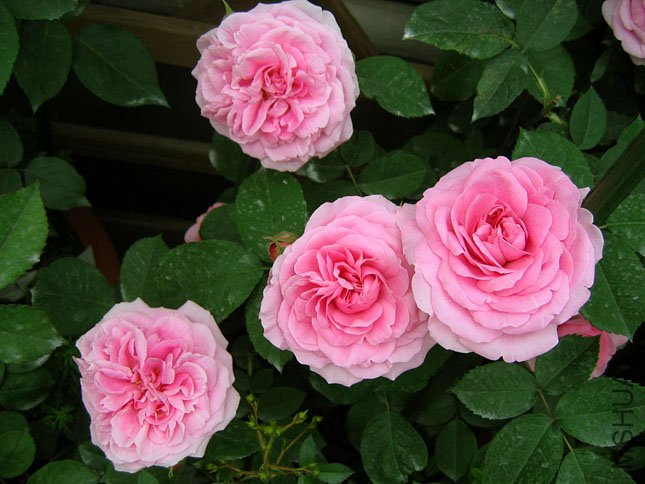 ����³ (5).JPG