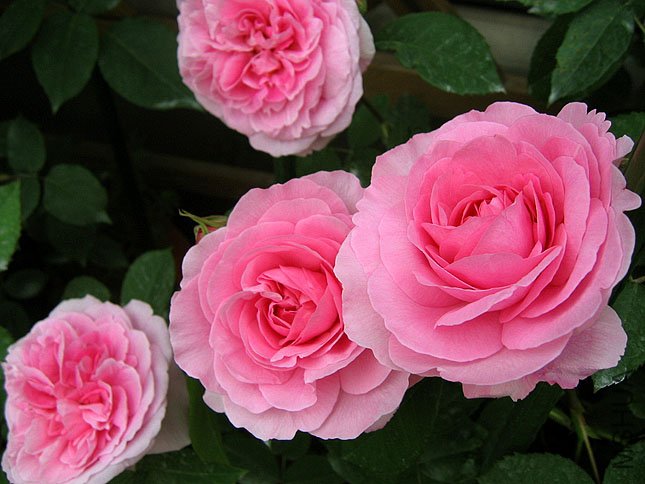 ����³ (2).JPG