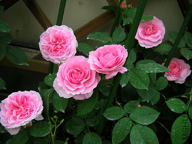 ����³ (4).JPG