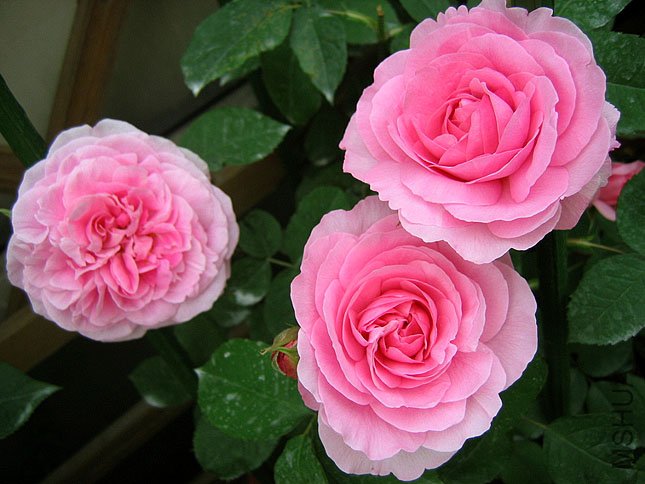 ����³ (3).JPG