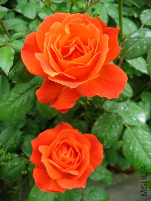 ������ (1).JPG