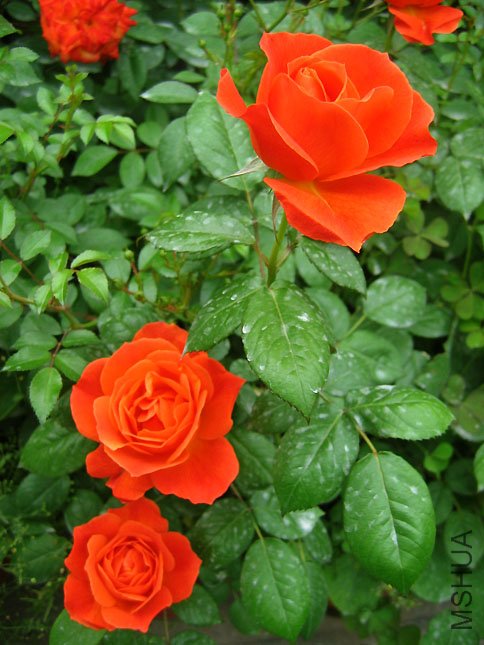 ������ (2).JPG