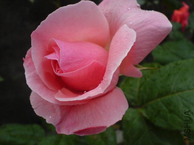 DSC03455.JPG