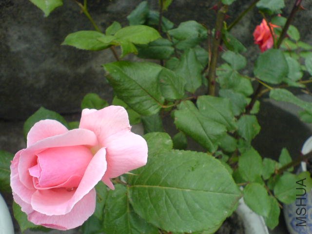 DSC03495.JPG