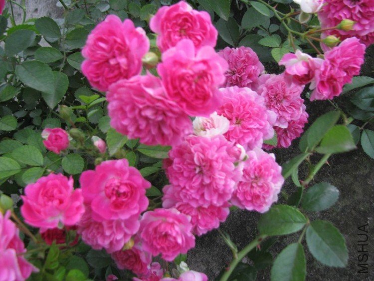 BigBull_��Ƭ 052.jpg