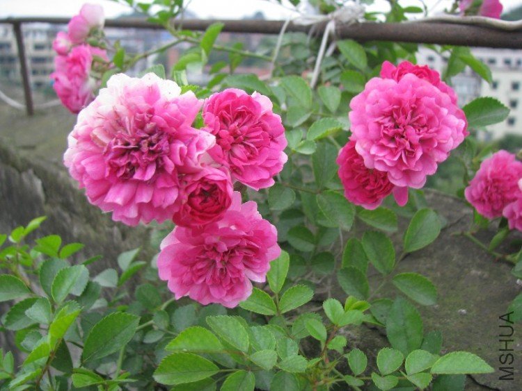 BigBull_��Ƭ 054.jpg