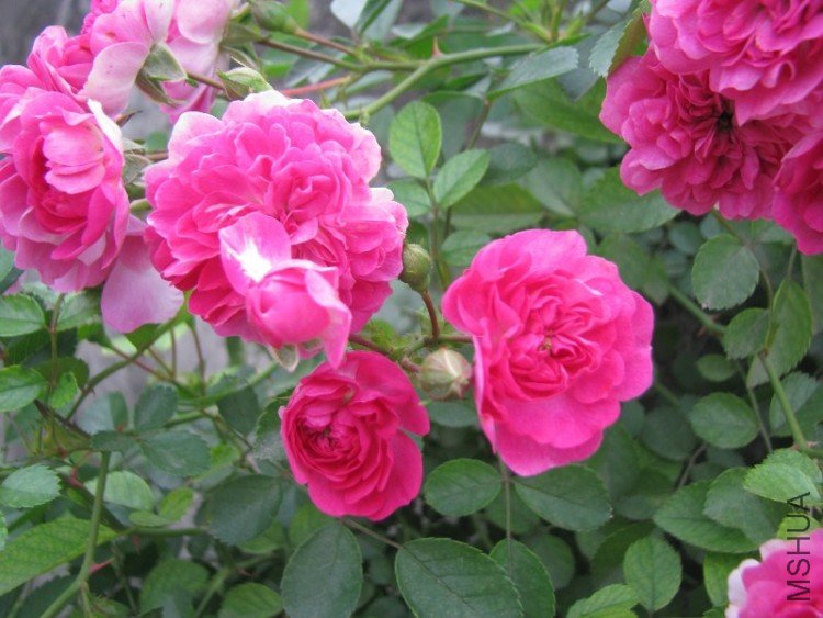 BigBull_��Ƭ 053.jpg